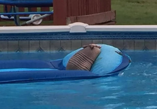 Tatu invade piscina de casa nos Estados Unidos