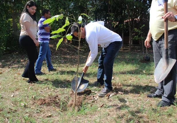 Plantio de árvores em Teresina