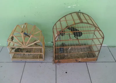 Dez pássaros silvestres estavam sendo mantidos em cativeiro
