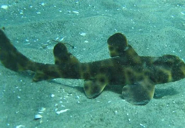 Tubarão-do-chifre roubado media cerca de 90 centímetros