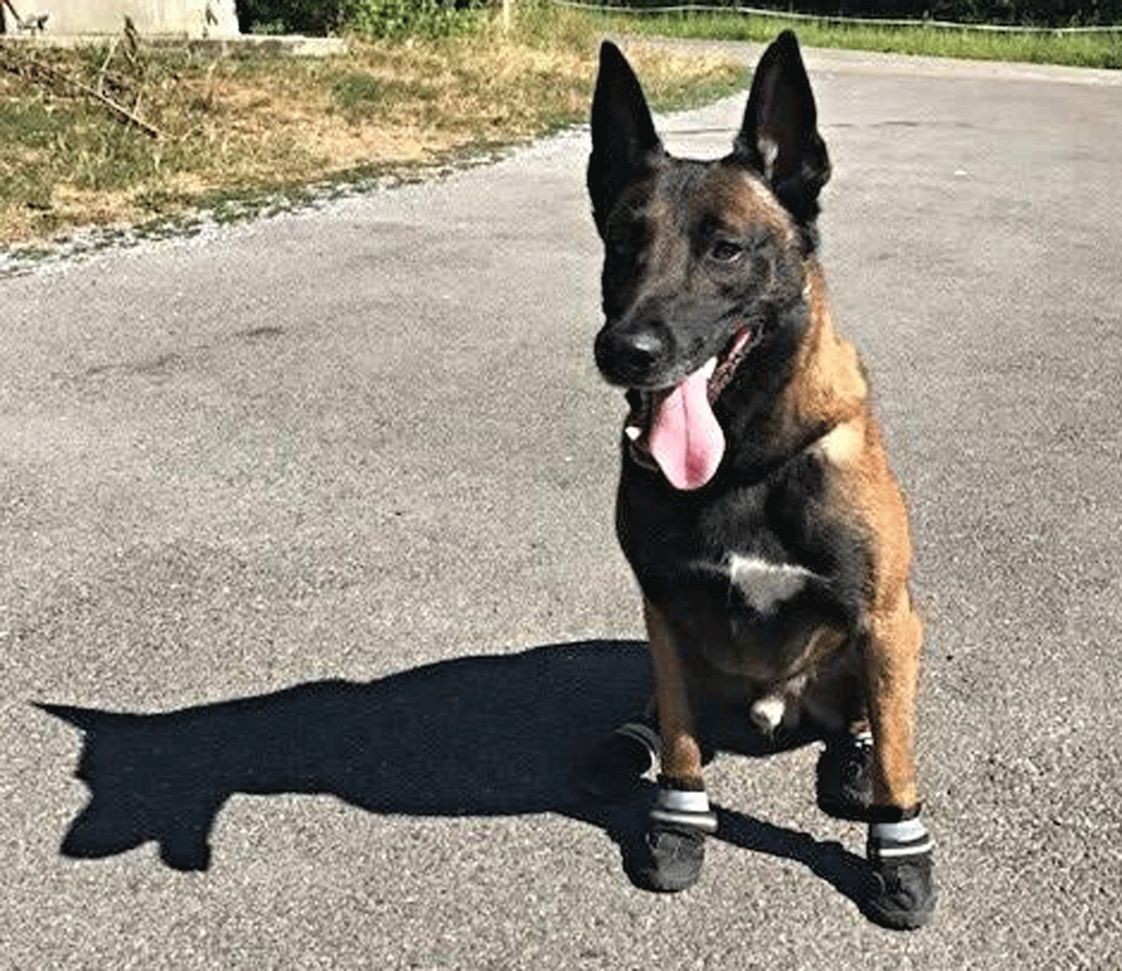 Polícia faz campanha para cachorros usarem sapatos