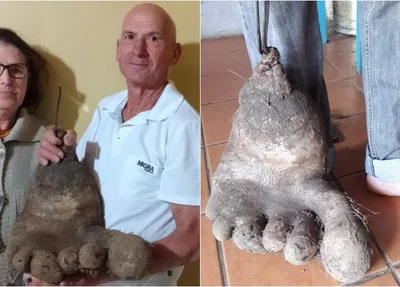 Batata de 8 quilos em Santa Catarina 