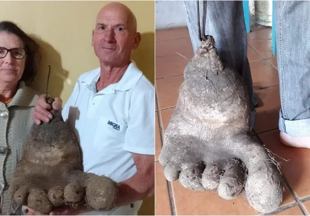 Batata de 8 quilos em Santa Catarina 