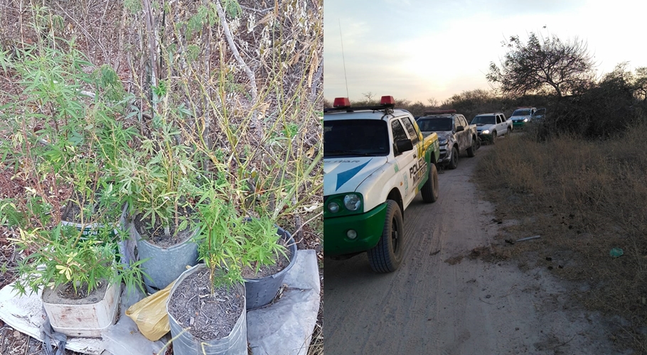 A polícia encontrou dez pés de maconha e duas espingardas durante operação