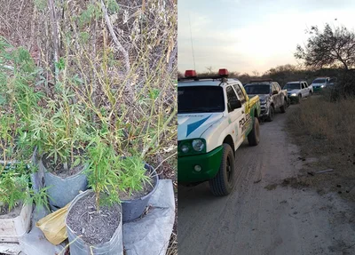 A polícia encontrou dez pés de maconha e duas espingardas durante operação