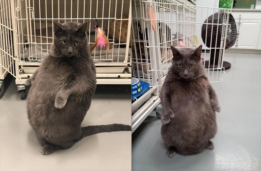 Gato obeso conquista internautas nos Estados Unidos