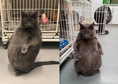 Gato obeso conquista internautas nos Estados Unidos