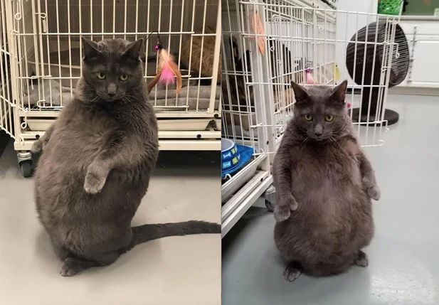 Gato obeso conquista internautas nos Estados Unidos