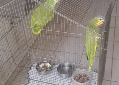 Animais silvestres apreendidos pela DEPRE