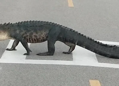 Jacaré atravessa rua usando faixa de pedestres nos EUA