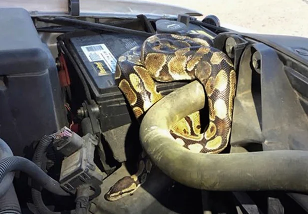 Cobra é encontrada dentro de motor de carro nos EUA