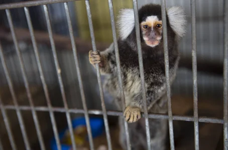 Febre amarela causa morte de pelo menos 3 macacos em Caraguatatuba