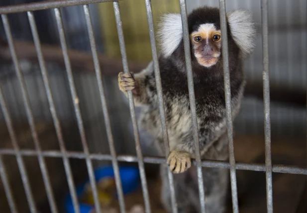Febre amarela causa morte de pelo menos 3 macacos em Caraguatatuba