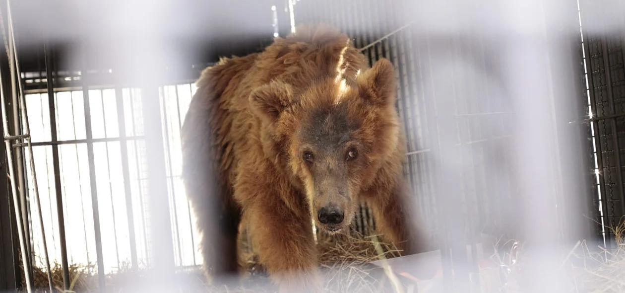 Ursa Marsha na jaula para transporte 