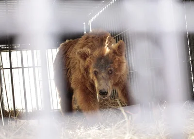 Ursa Marsha na jaula para transporte 