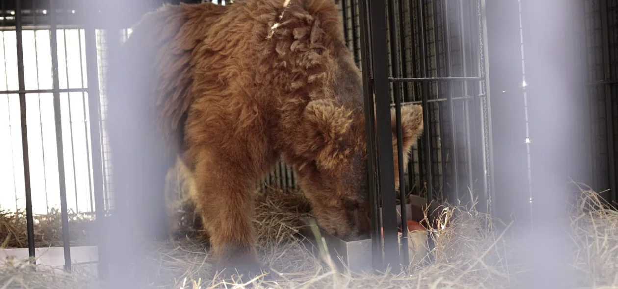 Ursa Marsha