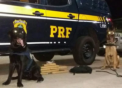 Drogas apreendidas pelos policiais
