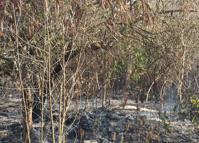 Incêndio destruiu parte da vegetação