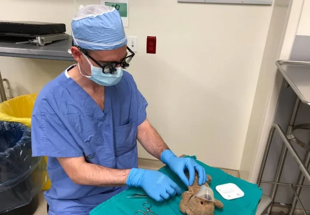 Médico opera ursinho 