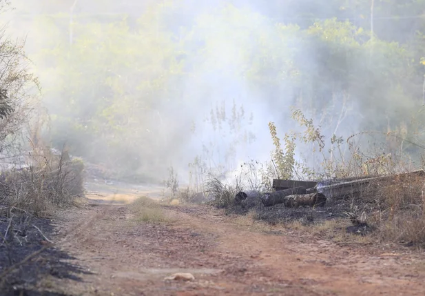 Incêndio atingiu vegetação na beira da estrada