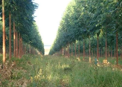 Plantação de eucalipto