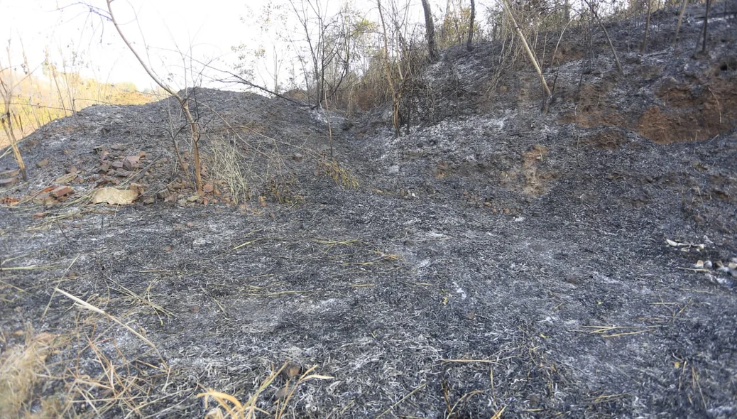 Rastro de destruição da mata por todos os lados