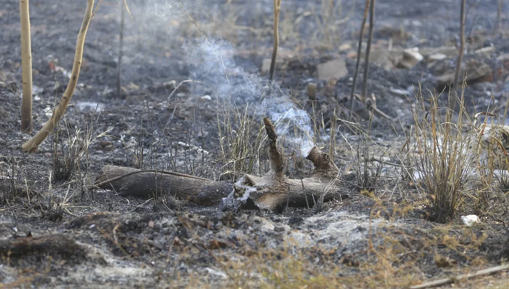 Vegetação ficou destruída em alguns pontos