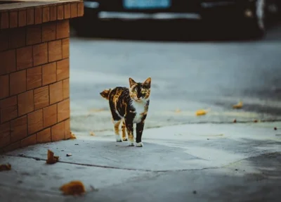Cerca de 70 gatos estão sob cuidados da guardiã