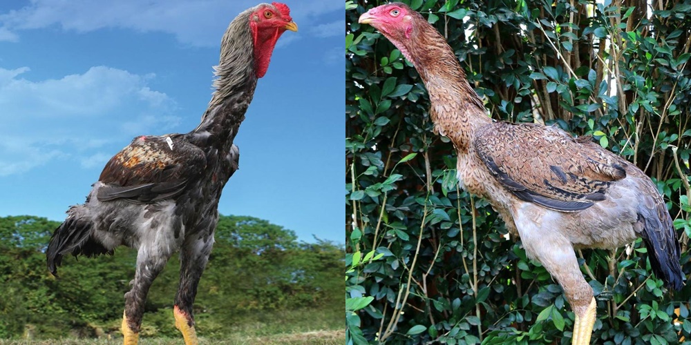 Galinhas vendidas em leilão