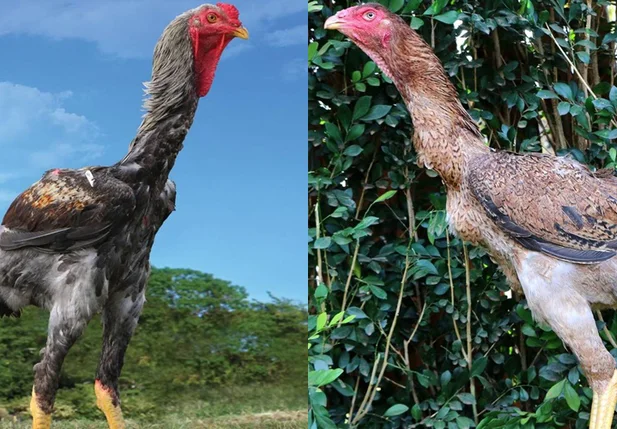 Galinhas vendidas em leilão