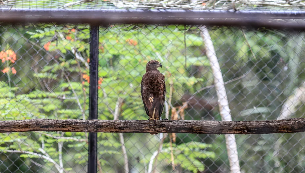 Ave do Parque Zoobotânico de Teresina