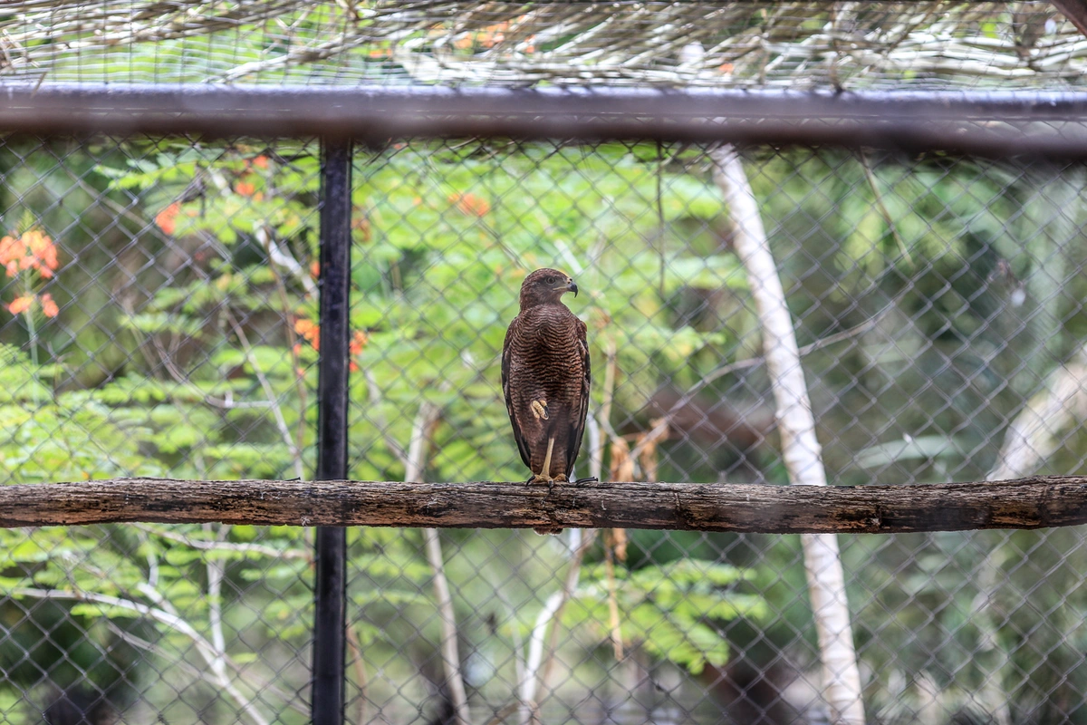 Ave do Parque Zoobotânico de Teresina