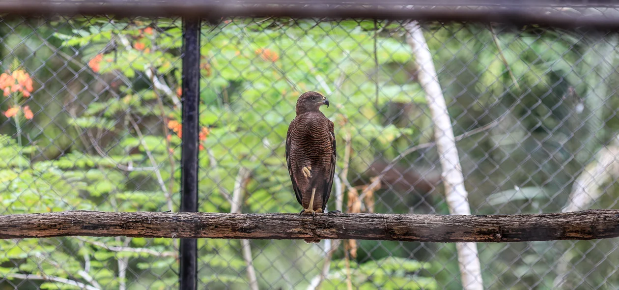 Ave do Parque Zoobotânico de Teresina