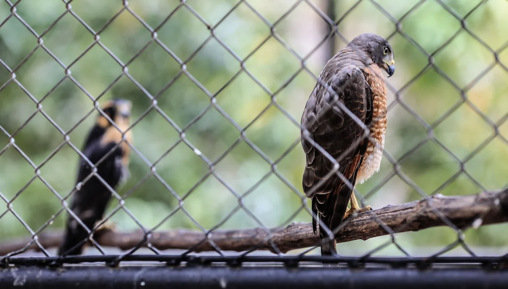 Aves do zoobotânico 