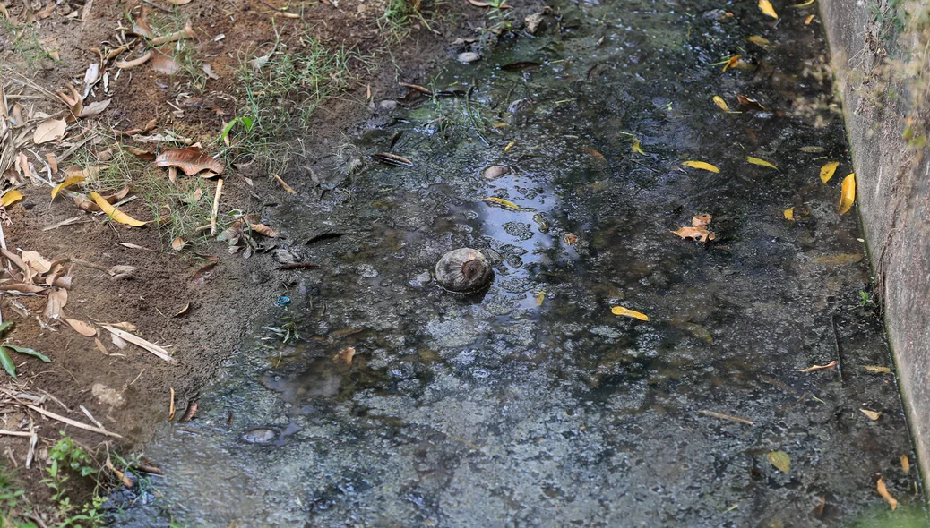 Pouca água que restou para refrescar os leões se transformou em esgoto