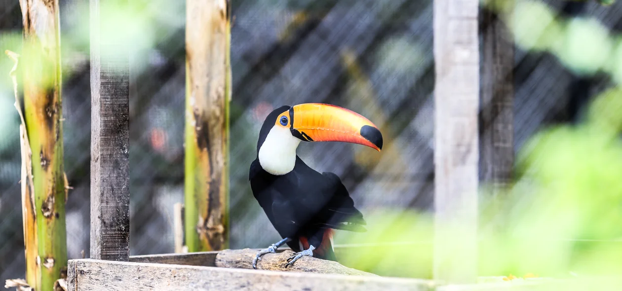 Tucano