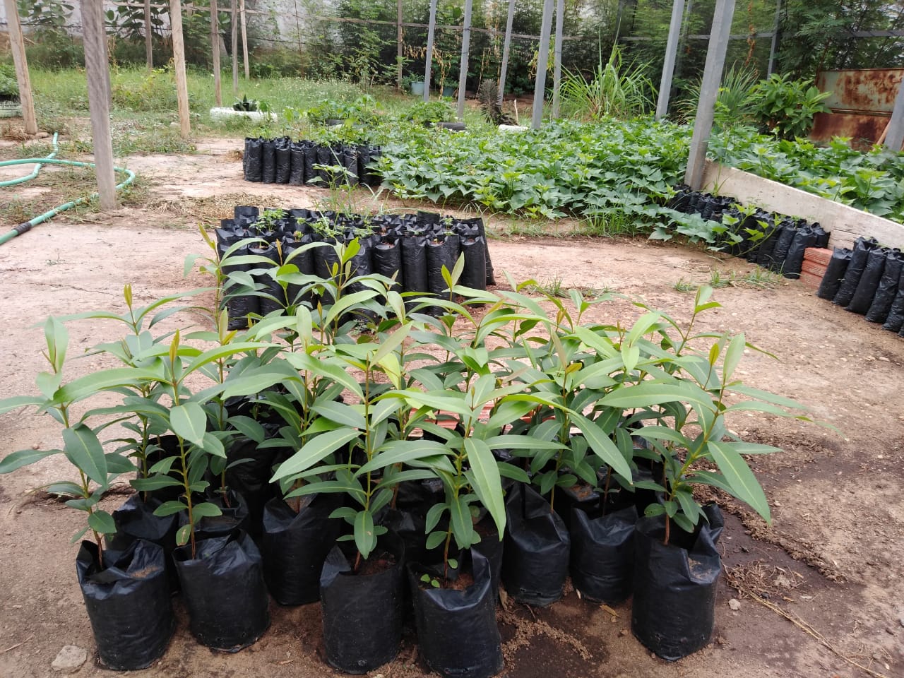 Prefeitura de Picos distribui mudas de plantas