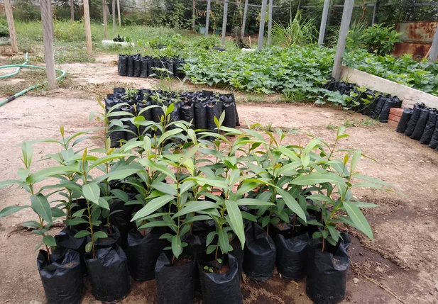 Prefeitura de Picos distribui mudas de plantas