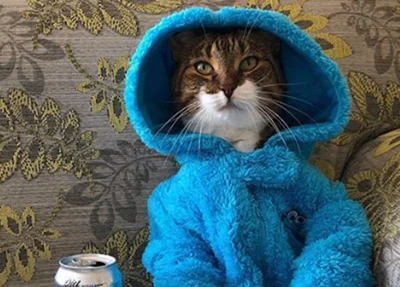 Gato Joey fantasiado de Cookie Monster