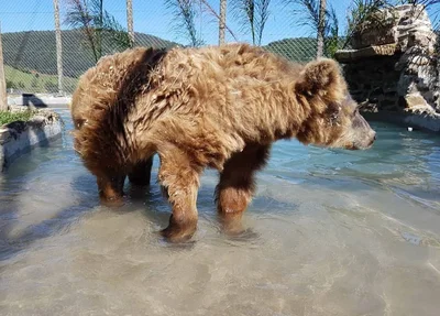Ursa Rowena banha de piscina em santuário 