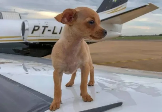 Cachorrinha de Whindersson