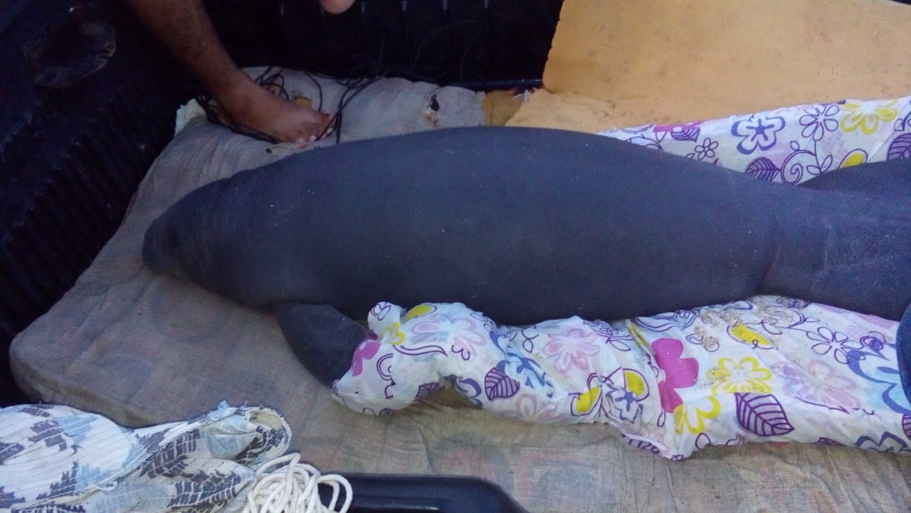 Peixe-boi encontrado no litoral piauiense