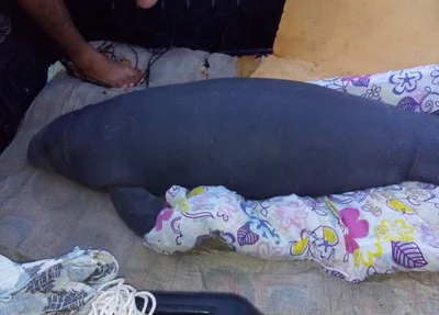 Peixe-boi encontrado no litoral piauiense