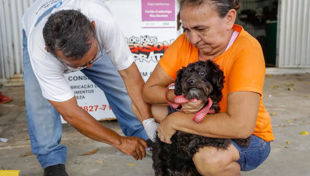 Cachorro sendo vacinado contra a raiva