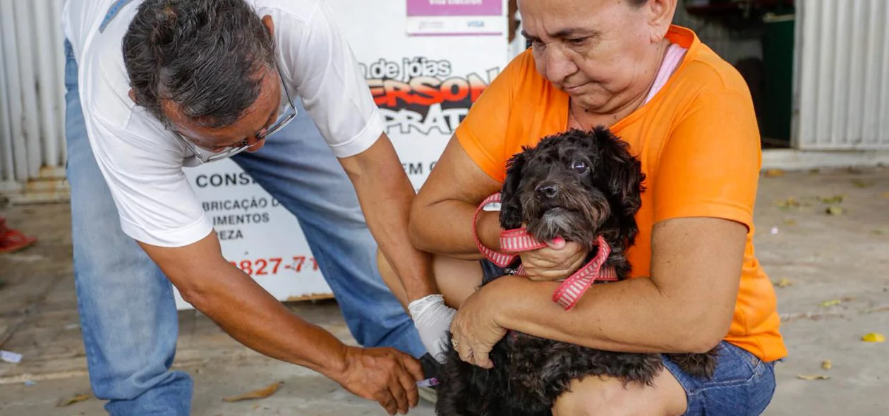 Cachorro sendo vacinado contra a raiva