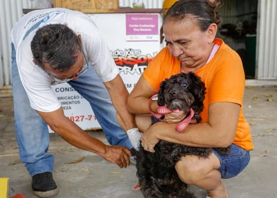 Cachorro sendo vacinado contra a raiva