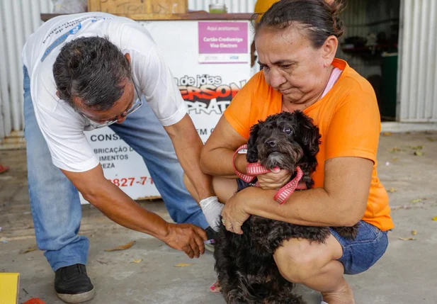 Cachorro sendo vacinado contra a raiva