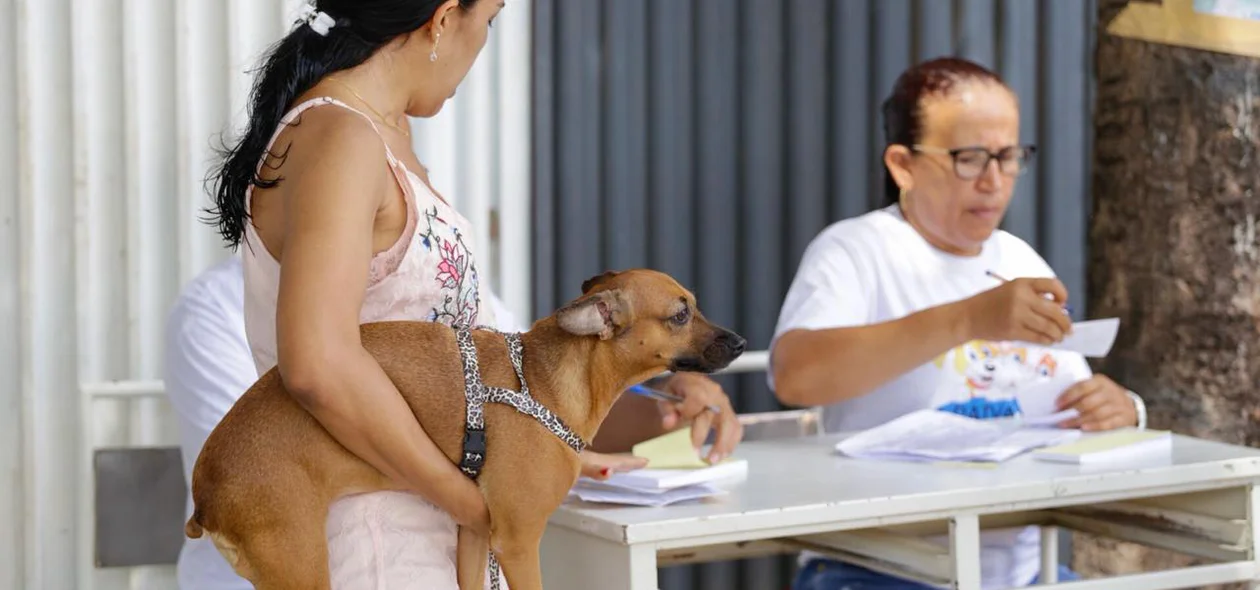 Cachorro sendo vacinado em Teresina