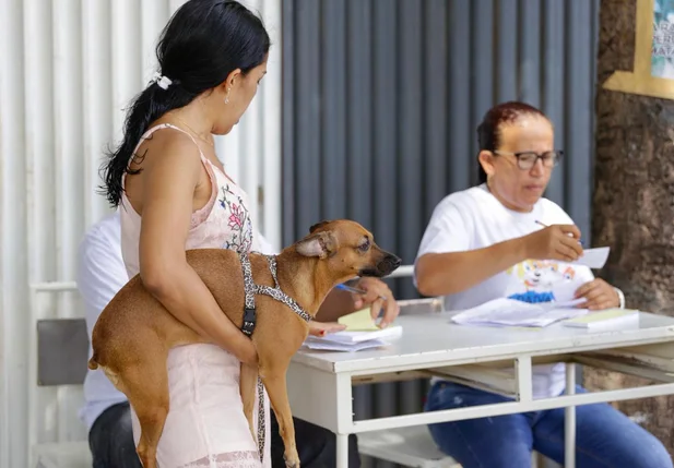 Cachorro sendo vacinado em Teresina