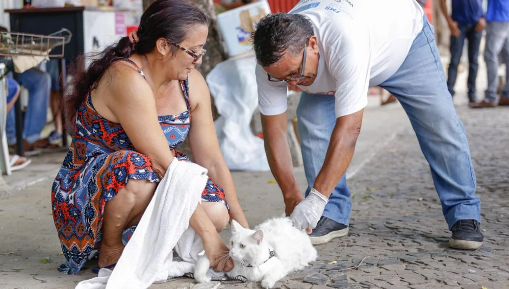 Gato sendo vacinado em Teresina